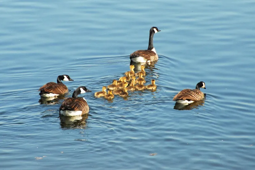 broedseizoen natuurmonumenten fb 1