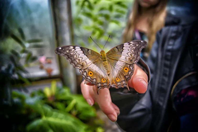 butterfly 2371754 1920