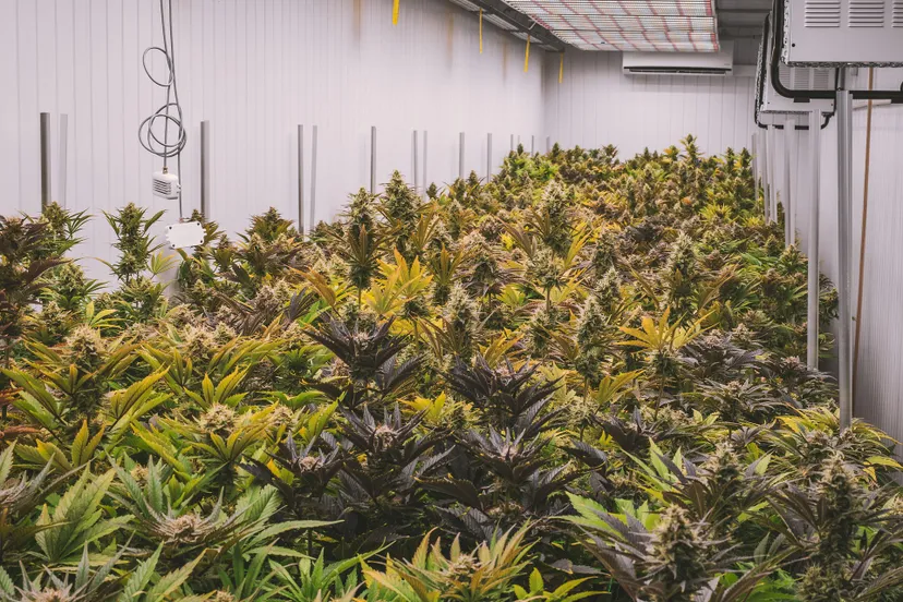 cannabis gf2461829b 1920