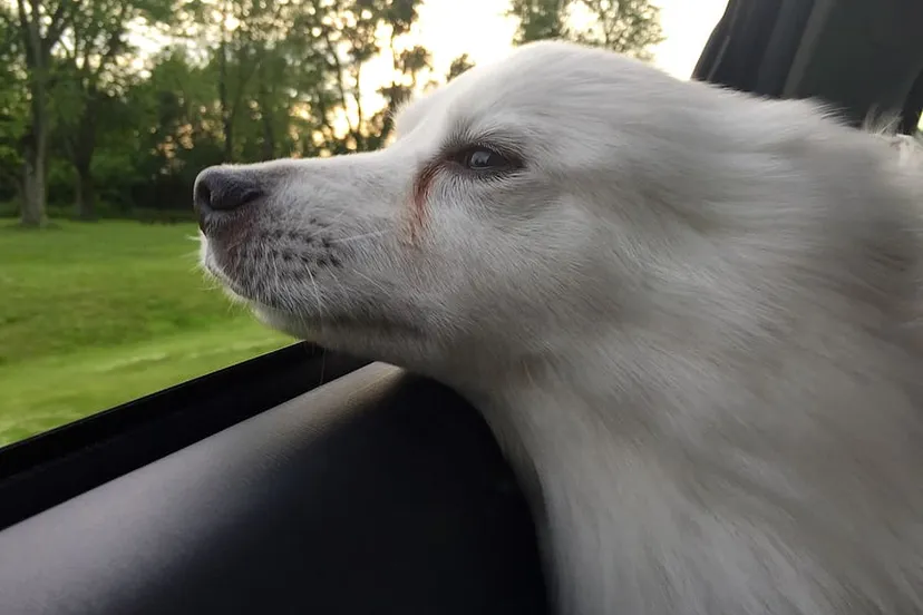 dog american eskimo pet animal