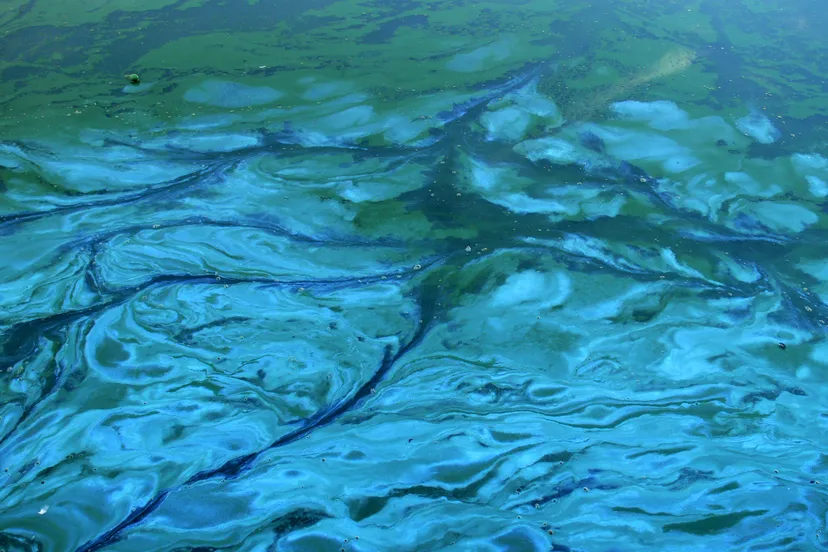 efflorescence verte 4 cyanobacteria