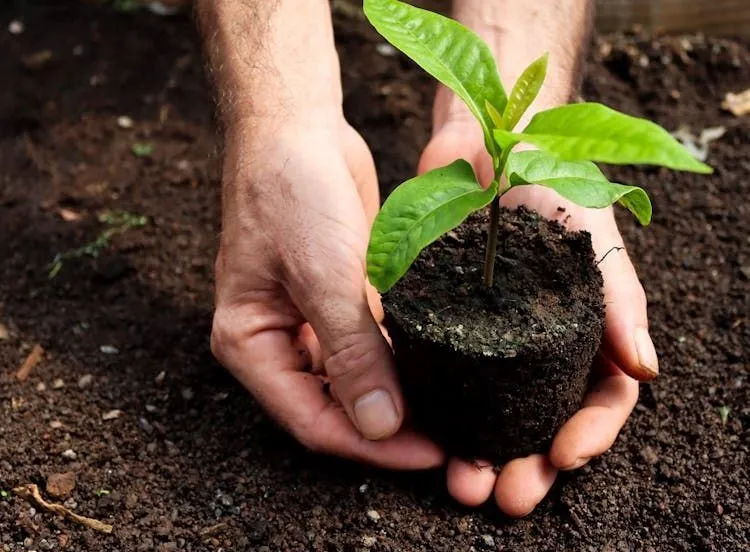 free photo of gift to nature pexels 1 1