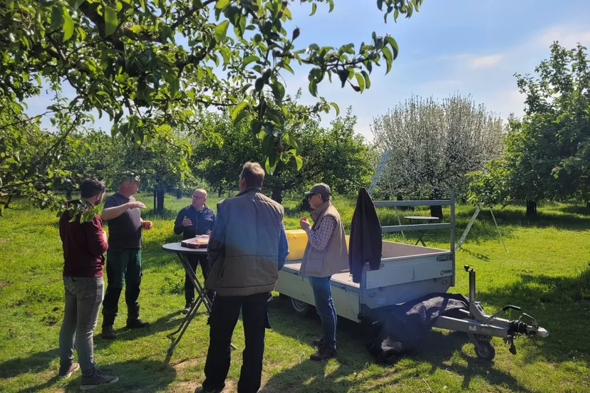 fruitbomen snoeien meerskamp stevensweert
