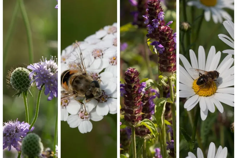 inheems bloemenpakket voor wilde bijen