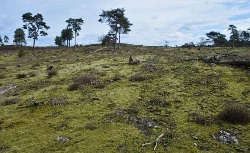 ivn roermond stikstof en biodiversiteit 1