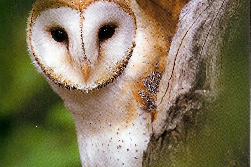 kerkuil vogelbescherming nederland5980 1