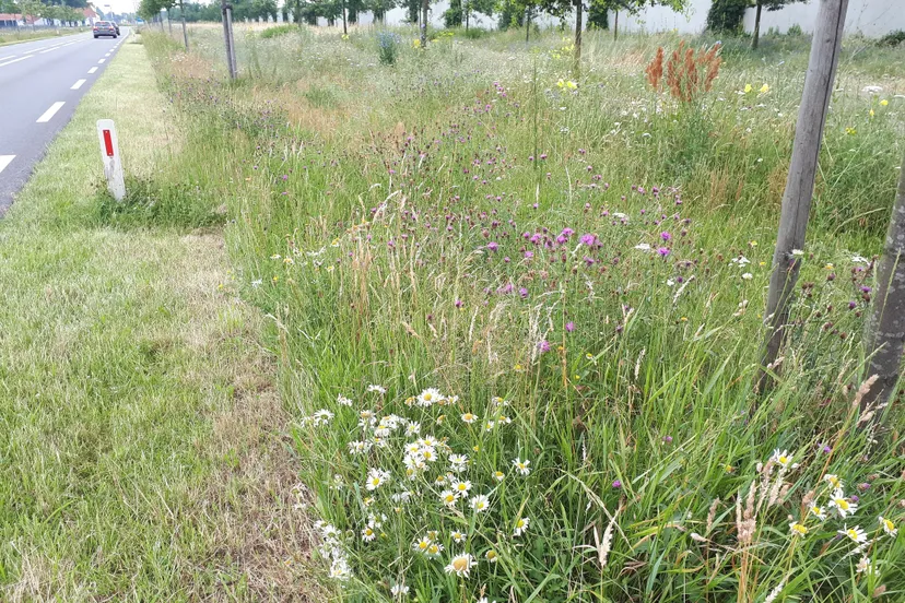maaiwerkzaamheden maasgouw