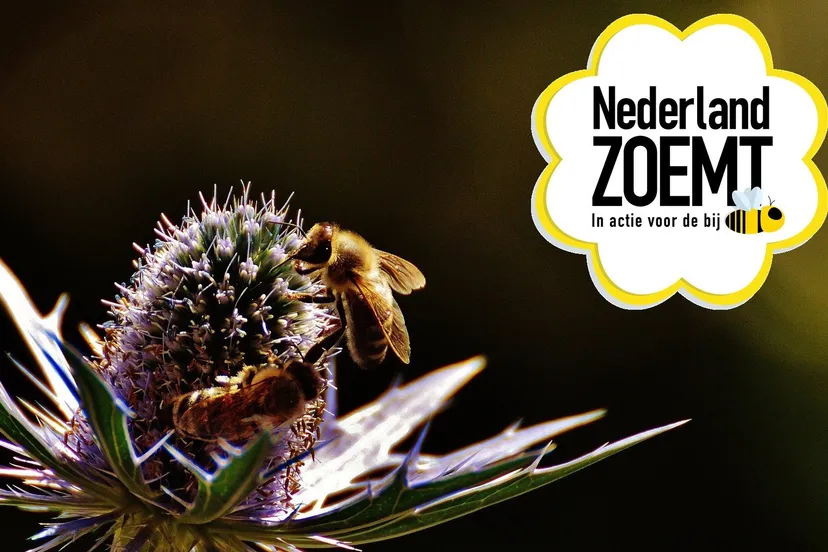 nederland zoemt in actie voor de bij 1