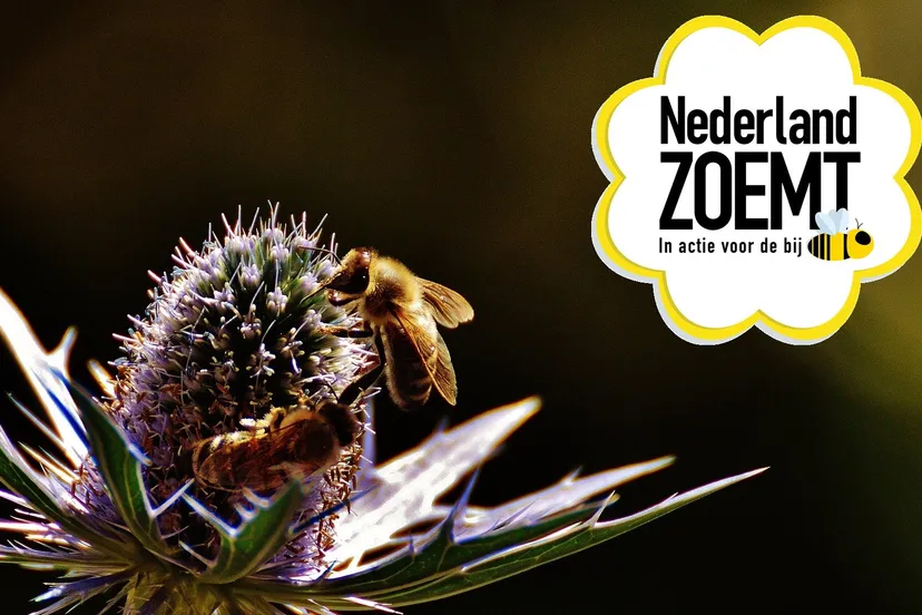 nederland zoemt in actie voor de bij 1