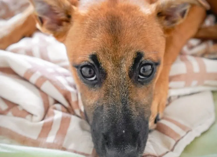 pexels photo 6342017 hond onder deken 1