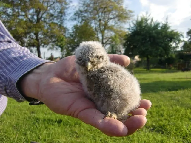 steenuil project maasgouw