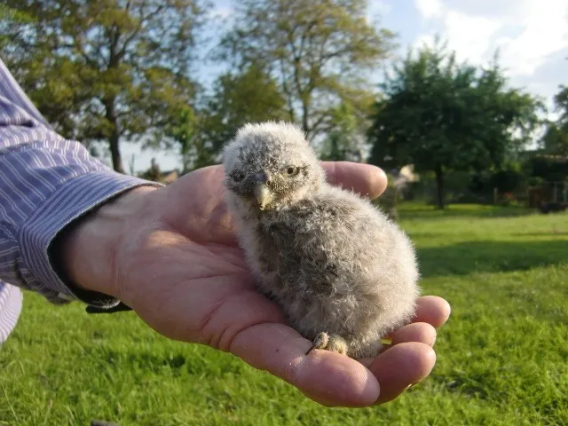 steenuil project maasgouw
