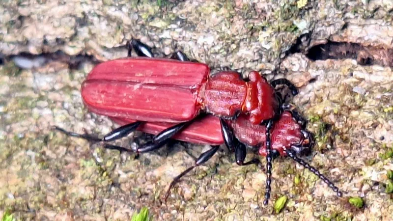 vermiljoenkever ernest van asseldonk stichting koekeloere 1