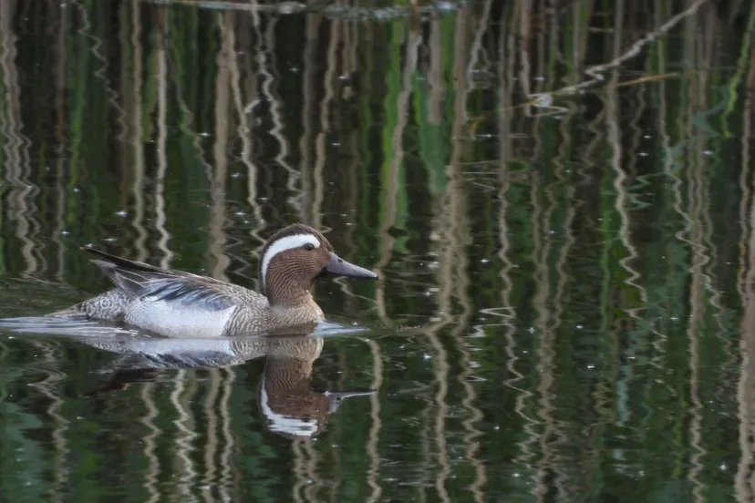 watervogel ivn weert eo