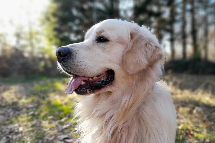 golden retriever pexels antonin imagery 1