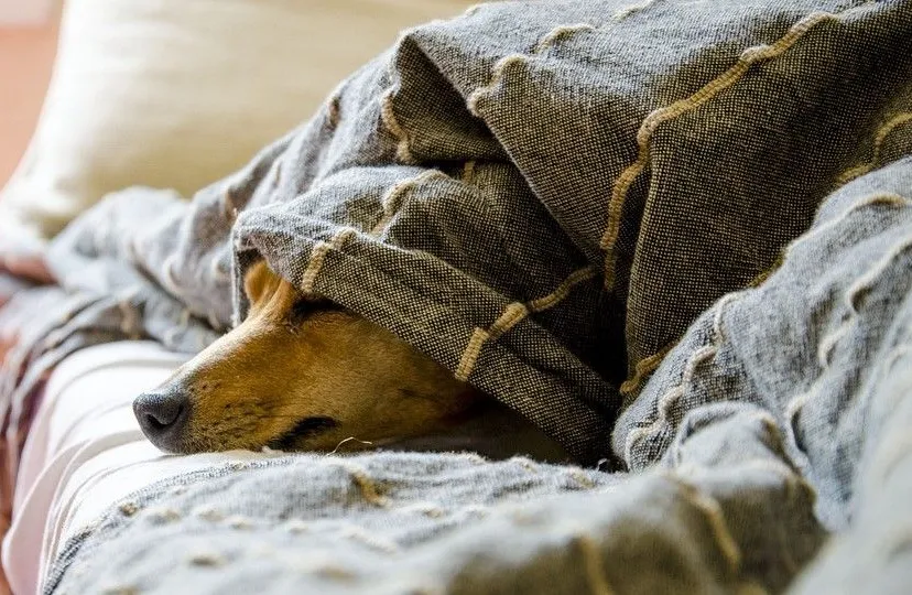 dogs 5021085 960 720 1