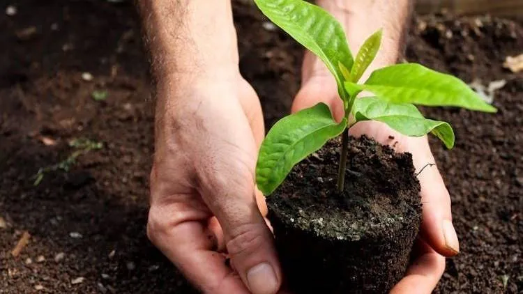 free photo of gift to nature pexels 1