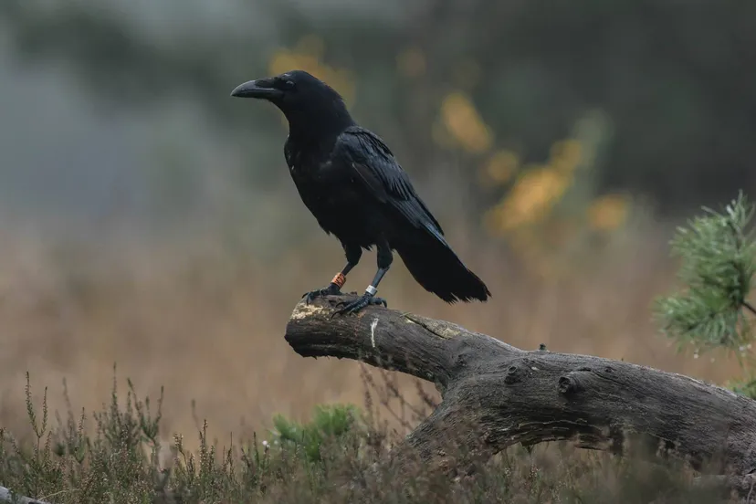 raaf fotograaf jan huttinga ivn 1