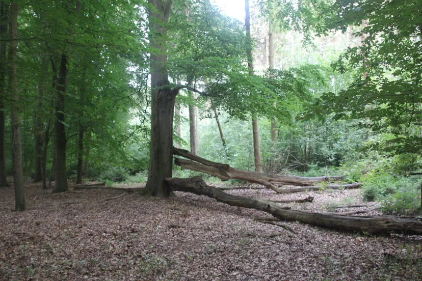 20250427 linnerheide ivn 1