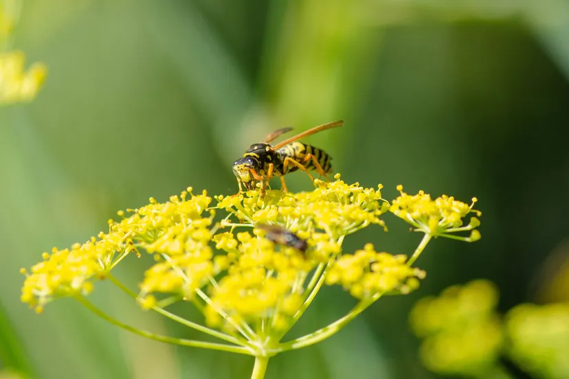 franse veldwesp op venkel 2 eric mahieu 1