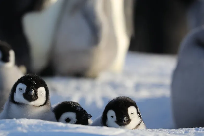 secrets of the penguins 1966564 full 1