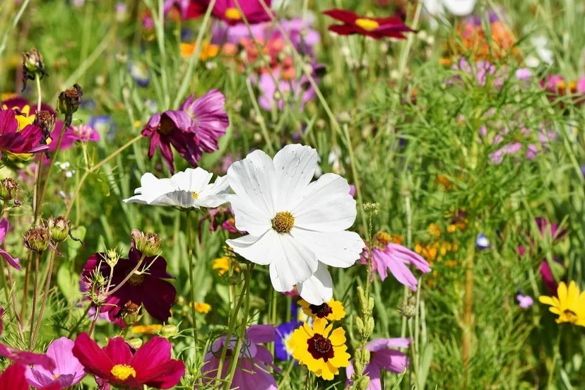 tuin flower meadow 3598562 1280 1