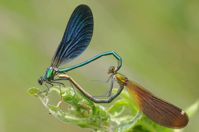 dragonflies 1832467 1280 px 1