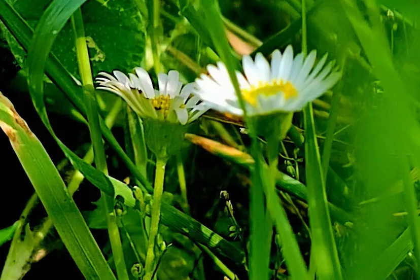 bloemen acceptatie evelien 1