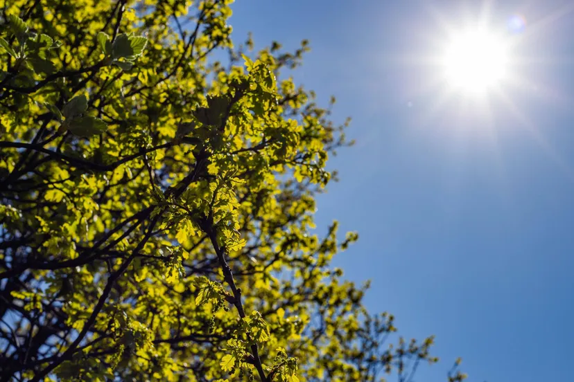 lage hoek groene boom onder een heldere hemel 1