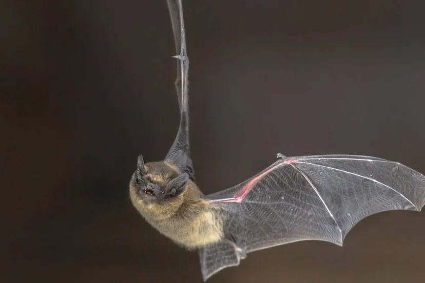 dwergvleermuis-11136-Staatsbosbeheer-1