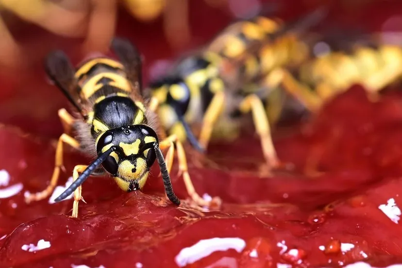 wasp-ClaudiaWollesen-1