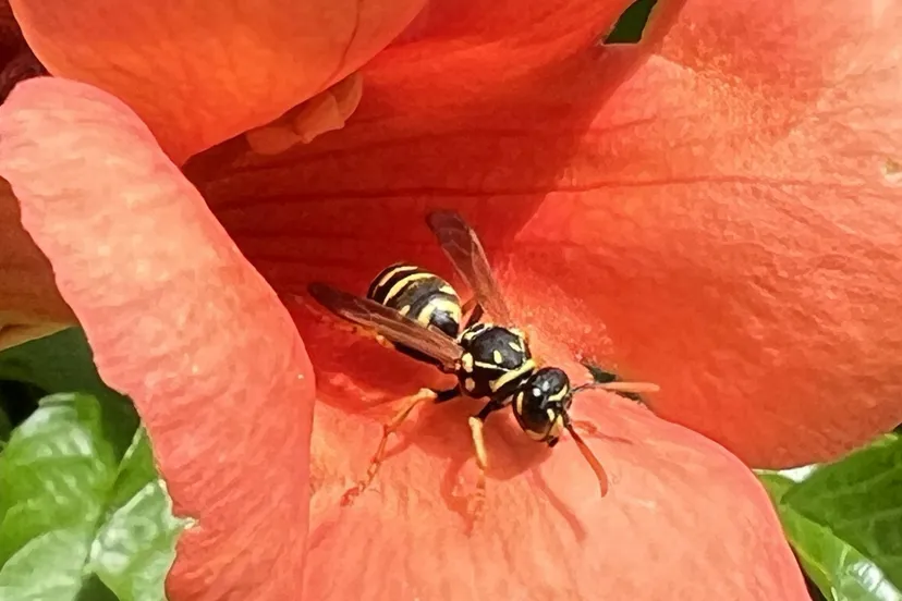 Franse veldwesp in trompetbloem - Nathan Veenstra