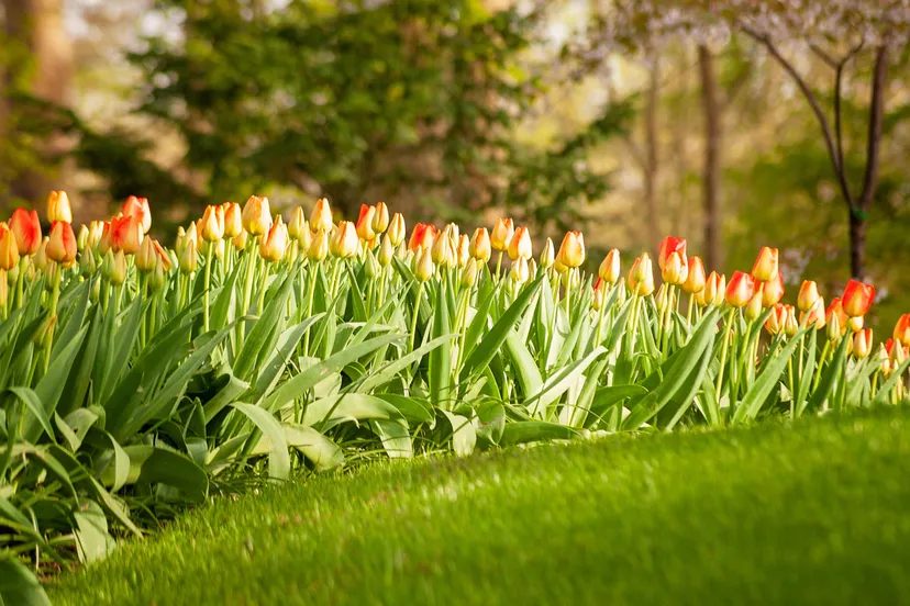 pexels-marceloverfe-16050171-1