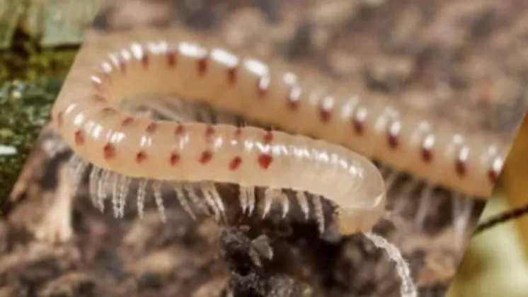 20250914 bodemdiertje (1)-1