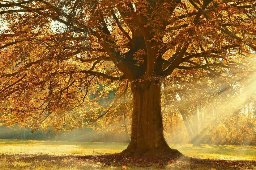 tree-4637270_1280-Peggychoucair-1