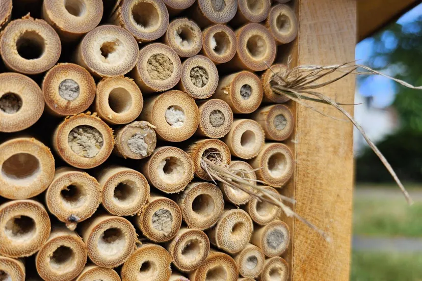 bijenhotel-1