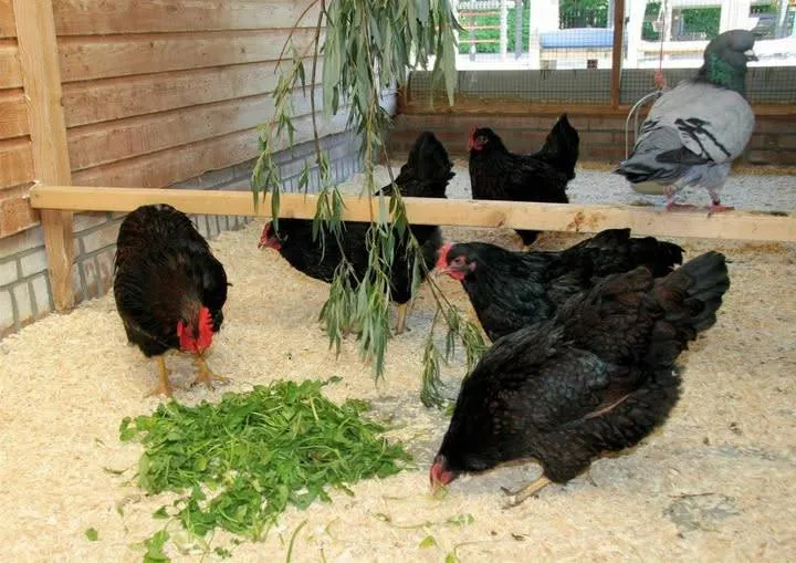 vogels - vogelgriep - FB