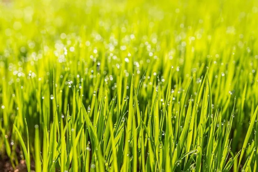 pexels-dew-1867519_1920-1