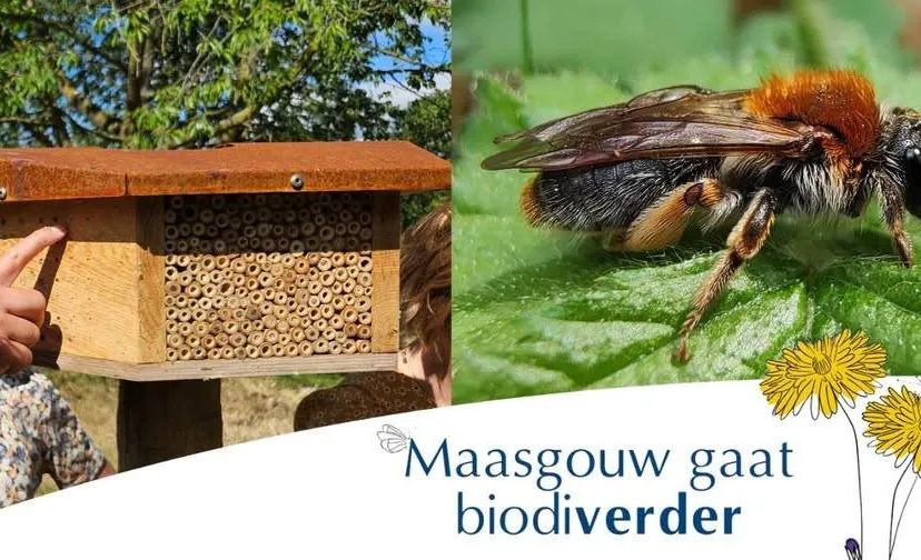 Beste bijenhotel - FB Maasgouw - 705682161_1468397708660931_5378412600947538724_n