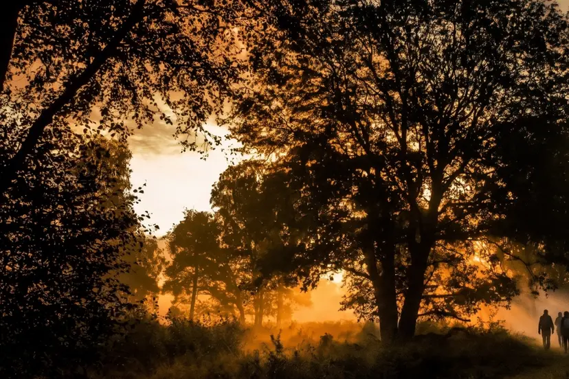 avond wandeling door de Meinweg met VVV Hart van Limburg gids  ©HartvanLimburg-1