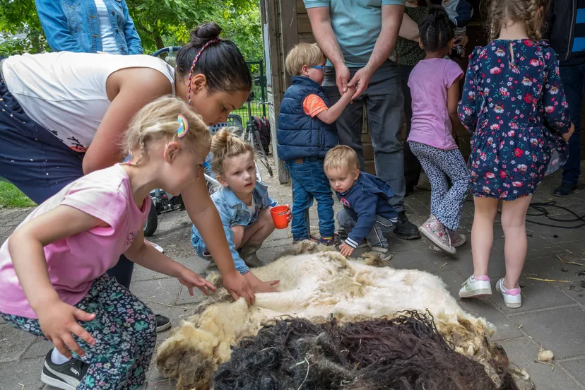 05 schaapscheren kinderboerderij uden 25 mei 2022