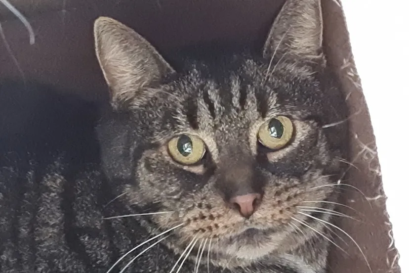 asieldier van de week gert