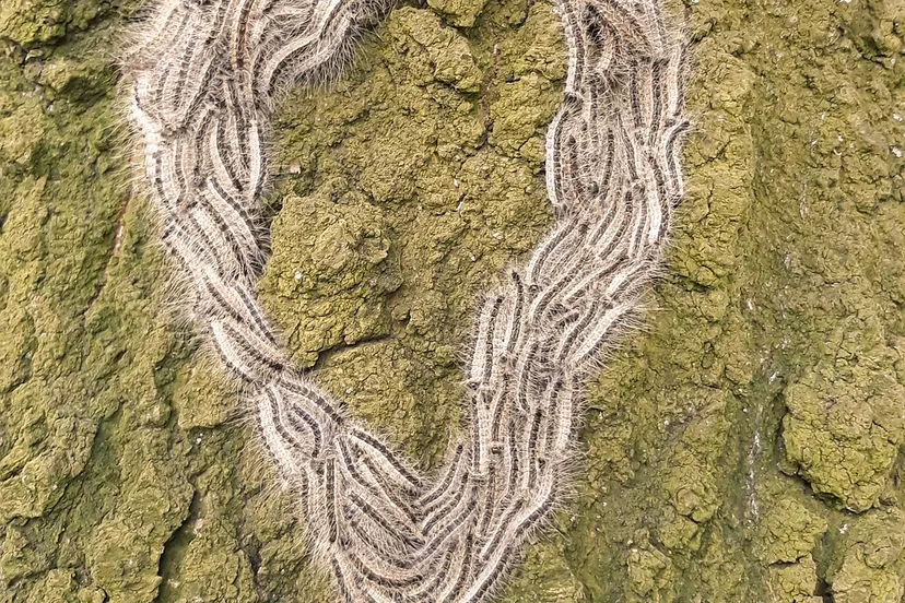 eikenprocessierups g9cc9ef3d8 1920