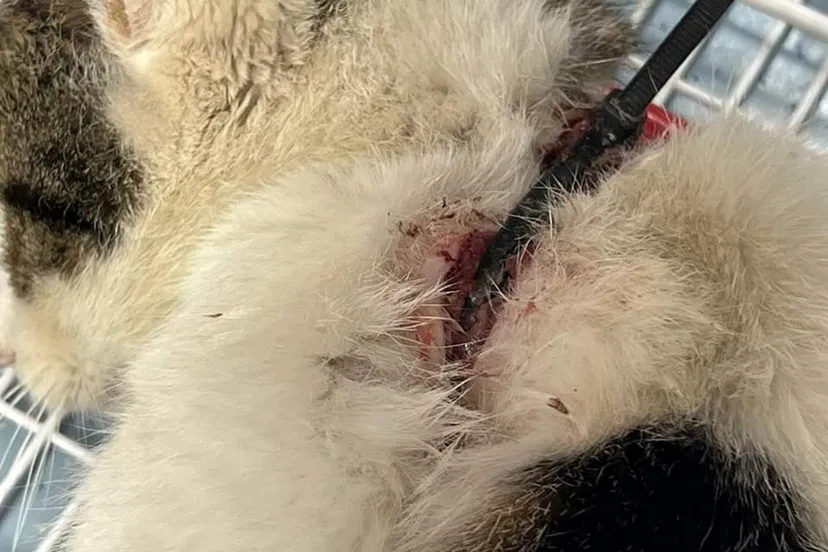 fb img 1685127302279