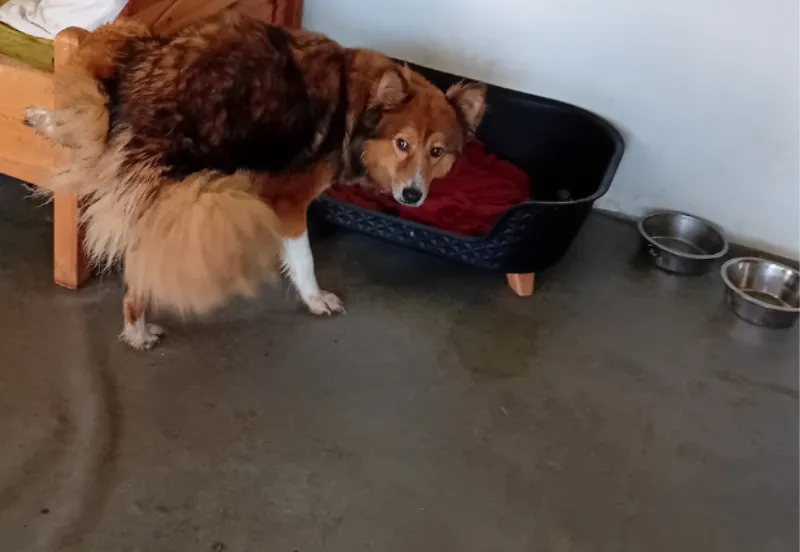 honden maashorst 1 2