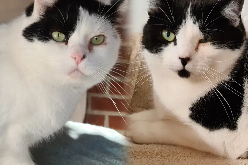 incollage 20240227 195217902