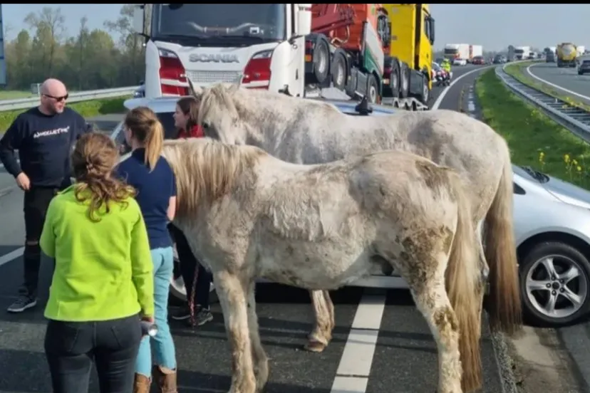 screenshot 20230422 182151 brabant 1