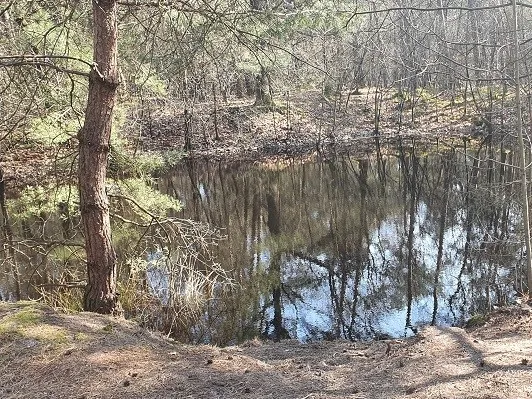 trentse bossen 4 foto henrie v zoggel