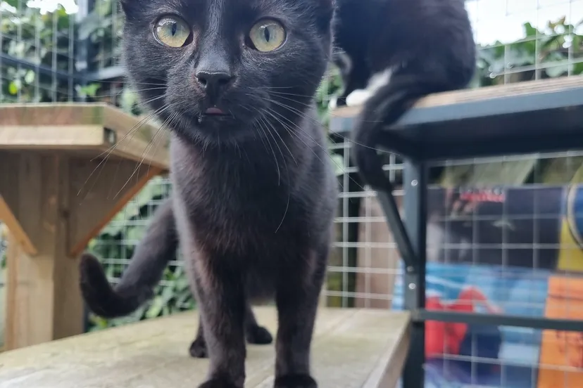 week 8 dafne en dola