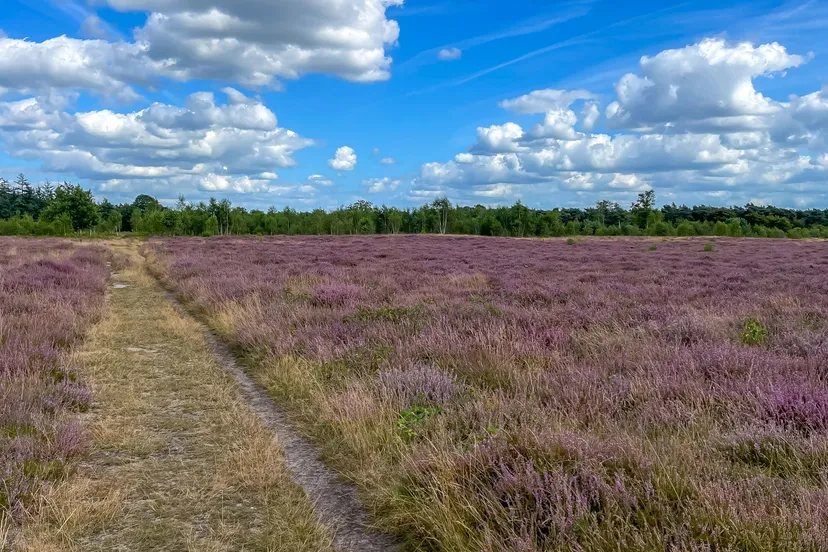 01 bloeiende heide kanonsberg foto peter noy
